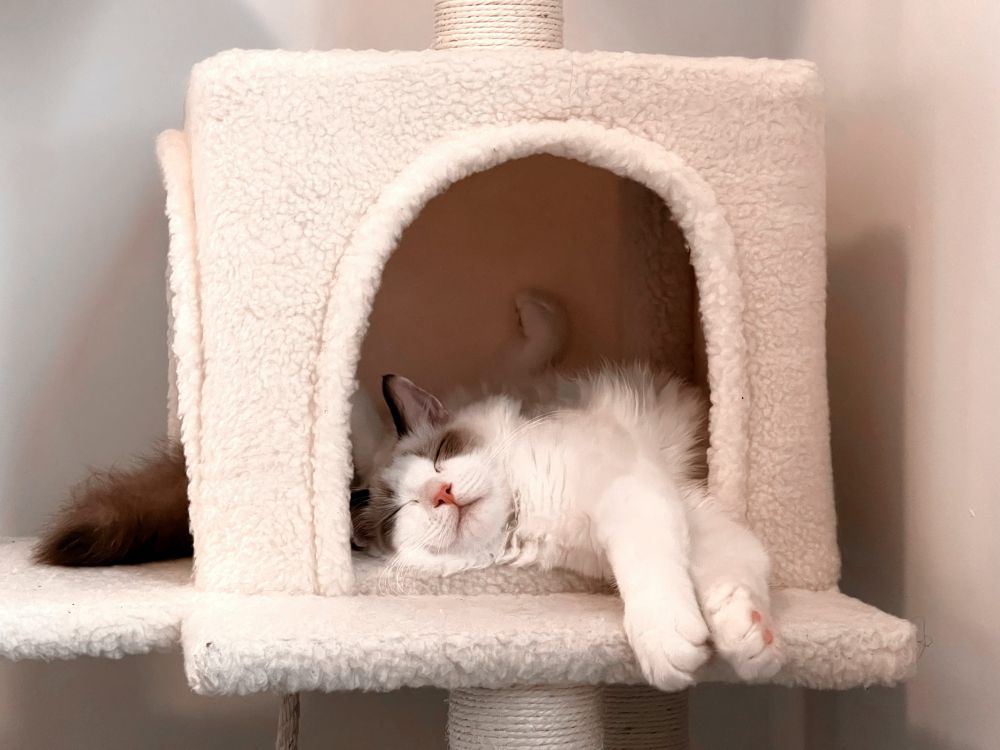 7 Inspirasi Kandang Kucing yang Bisa Kamu Buat di Dalam dan Luar Rumah
