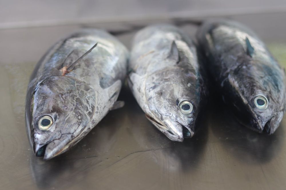 5 Langkah Menyimpan Ikan Pindang agar Tak Cepat Berbau