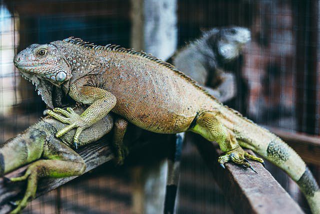 10 Sebutan Reptil dalam Bahasa Jawa, Ingat Baik-baik