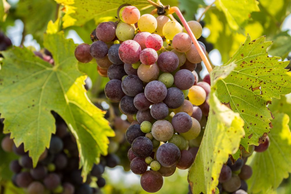 4 Fakta Menarik Anggur, Buah Kaya Vitamin dan Antioksidan