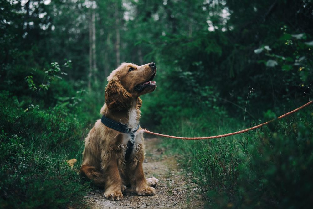 5 Kebiasaan Anjing yang Harus Dicegah Pemiliknya, Jangan Dibiasakan