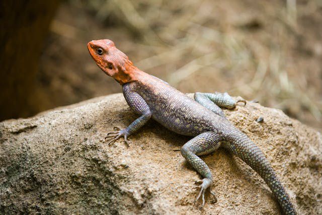 10 Sebutan Reptil dalam Bahasa Jawa, Ingat Baik-baik
