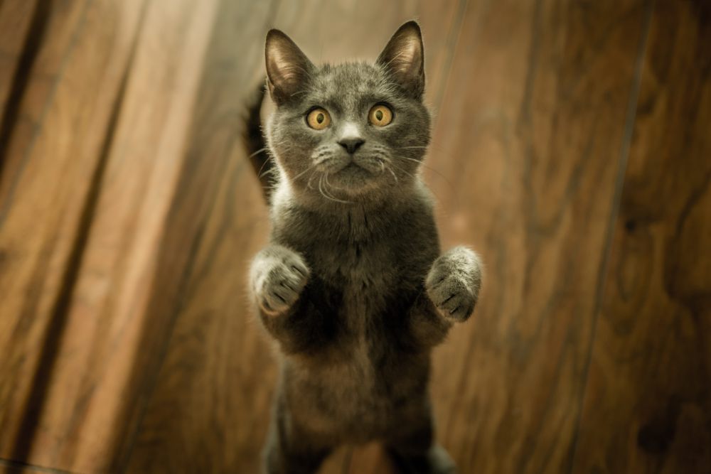 5 Tips Merawat Kucing yang Sudah Tua, Berikan Tempat Nyaman!