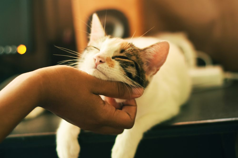 5 Tips Berinteraksi dengan Kucing Baru, Dekati Perlahan!