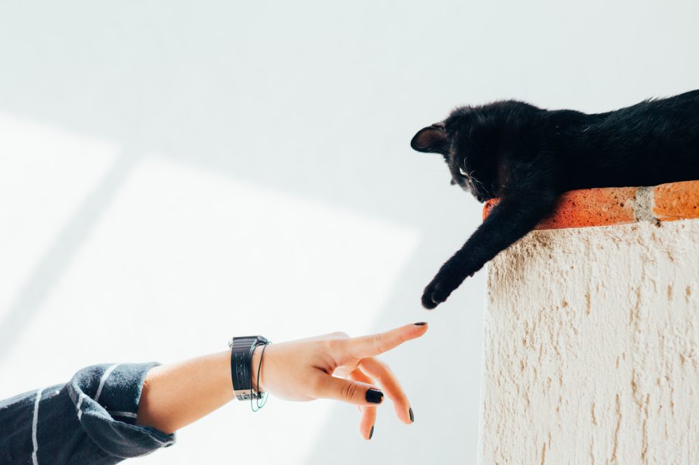 5 Tips Mudah Melatih Kucing Peliharaan, Pasti Bisa!
