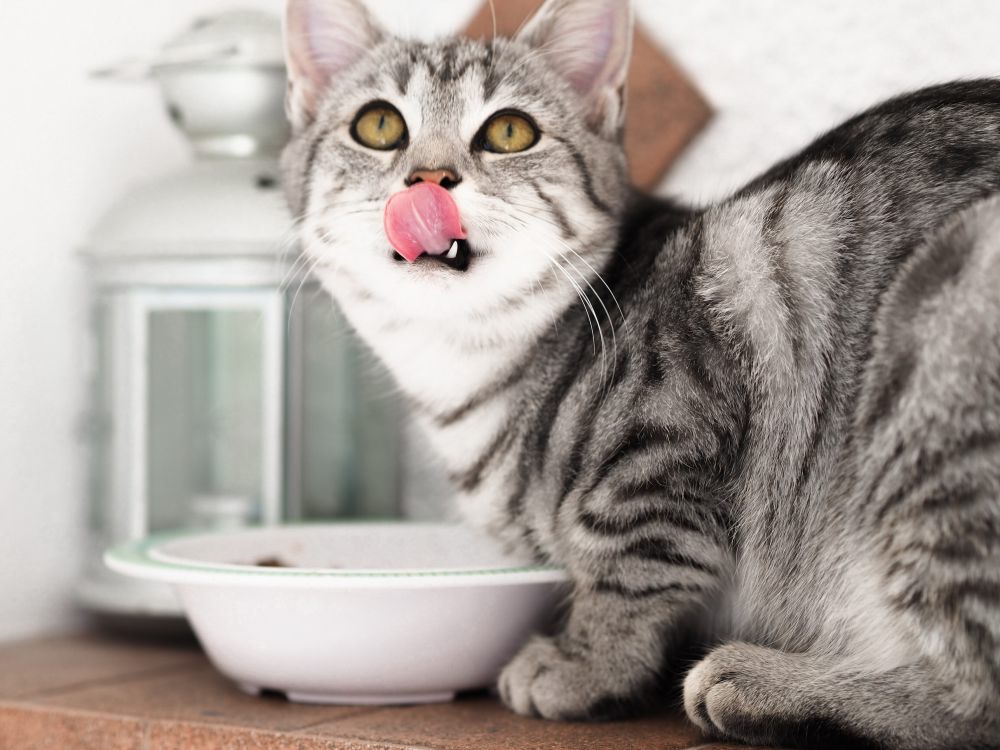 5 Tips Mencegah Kucing agar Tidak Kabur dari Rumah, Batasi Aksesnya!
