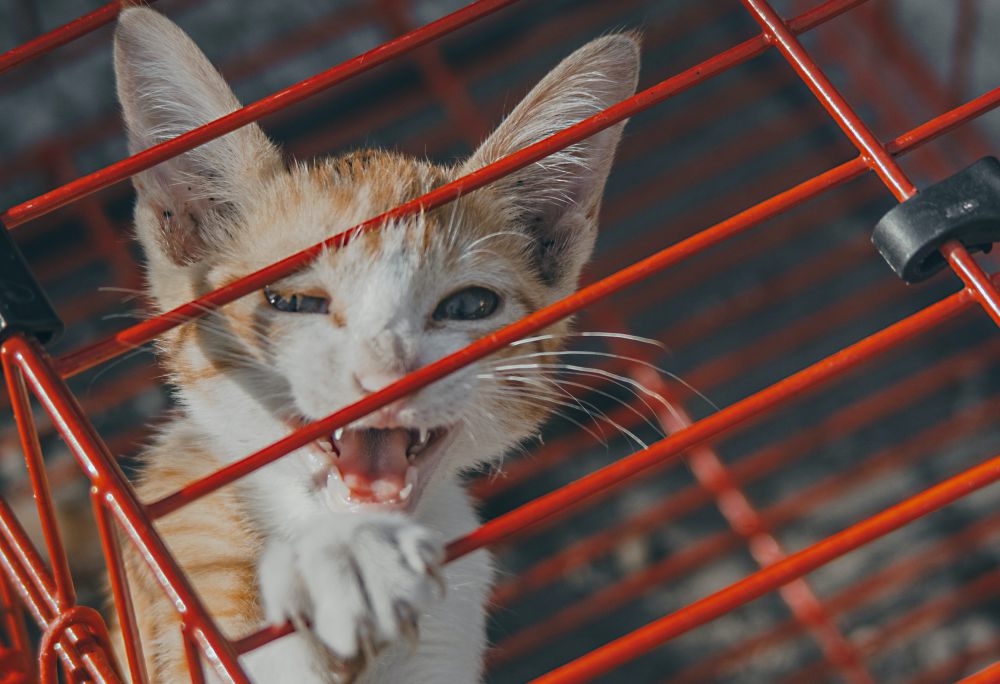 5 Bahaya Mengurung Kucing di Kandang, Rentan Stres dan Sakit!