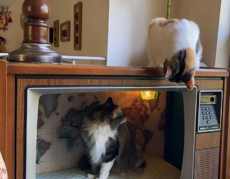 7 Potret Aksi Kocak Kucing di Atas TV, Tempat Nongkrong Favorit!