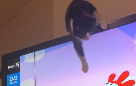 7 Potret Aksi Kocak Kucing di Atas TV, Tempat Nongkrong Favorit!