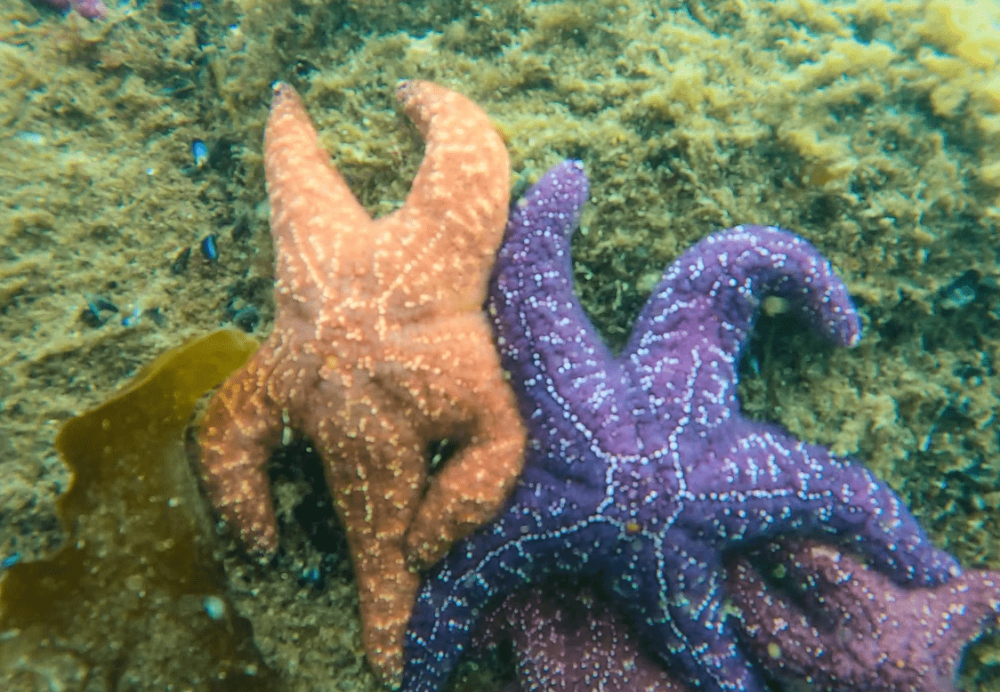 10 Potret Gak Terduga Bintang Laut Terciduk Berpose Kocak