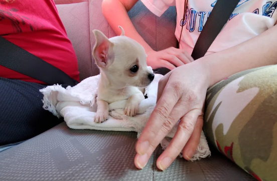 7 Potret Kocak Anak Anjing Chihuahua, Mungil tapi Ekspresif Banget