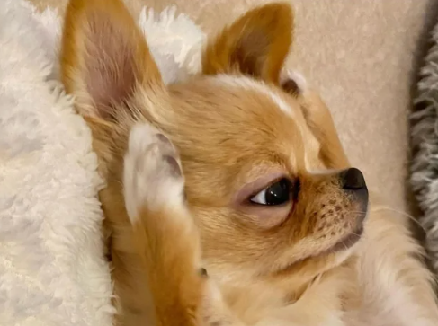 7 Potret Kocak Anak Anjing Chihuahua, Mungil tapi Ekspresif Banget