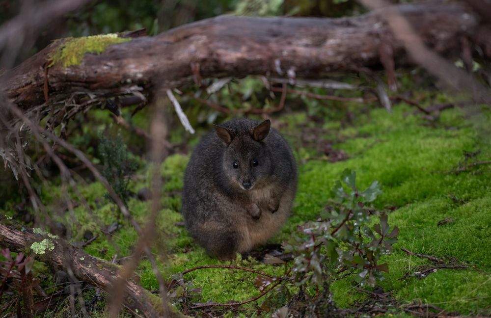 7 Fakta Unik Pademelon, Bagaimana Cara Membedakannya dengan Wallaby?