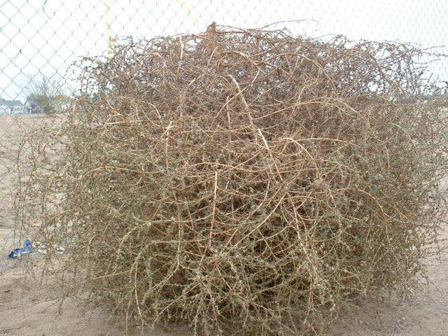 5 Fakta Tumbleweed, Gulma yang Menyerupai Semak-Semak Raksasa