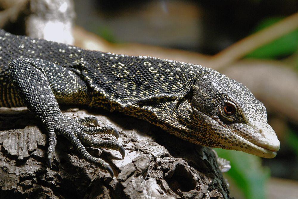 13 Jenis Biawak yang Dilindungi di Indonesia, Jangan Diburu!