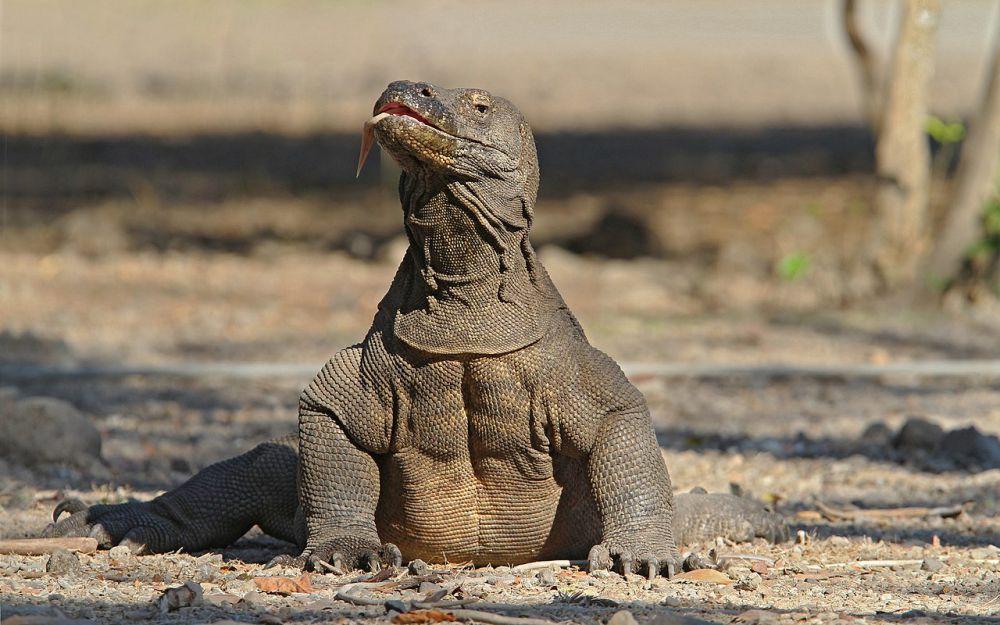 13 Jenis Biawak yang Dilindungi di Indonesia, Jangan Diburu!