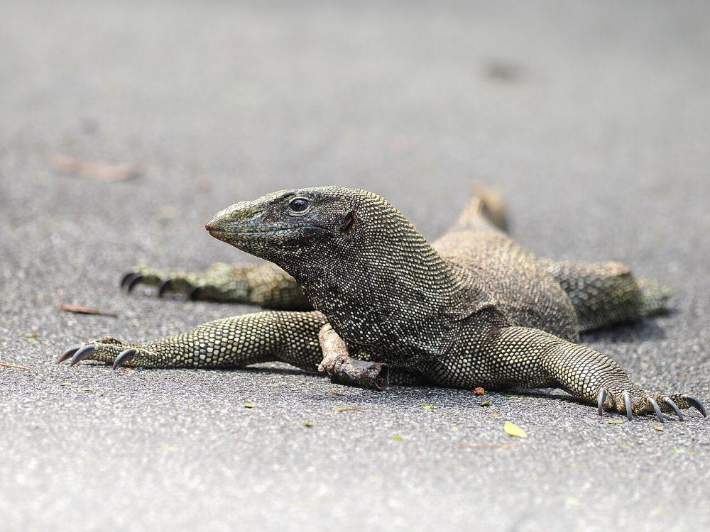 13 Jenis Biawak yang Dilindungi di Indonesia, Jangan Diburu!