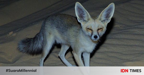 5 Fakta Menarik Ruppell's Fox, Rubah yang Hidup di Dua Benua