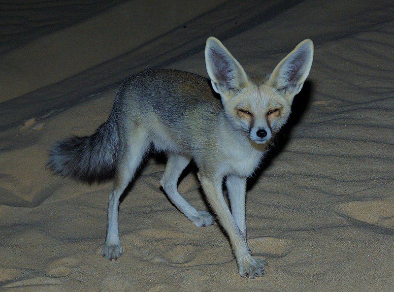 5 Fakta Menarik Ruppell's Fox, Rubah yang Hidup di Dua Benua!