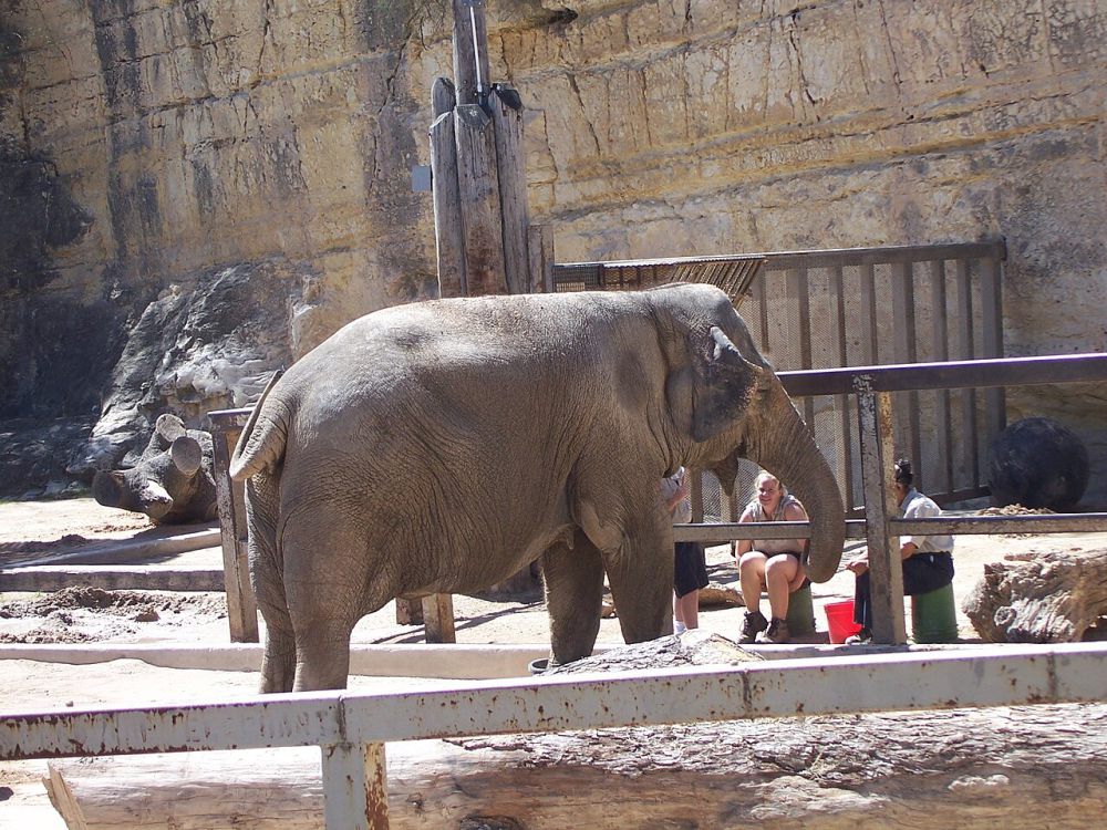 5 Fakta Gajah Asia, Penjaga Lingkungan yang Terancam Punah