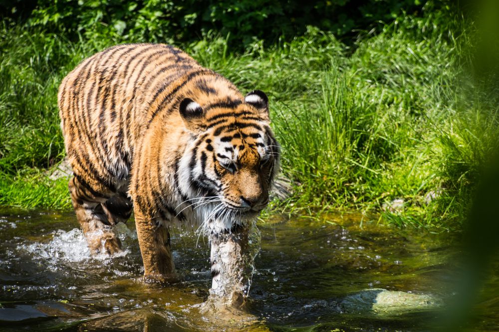 Polhut Perkirakan Harimau Muncul di Jalan Lintas Barat Usia 4-6 Tahun