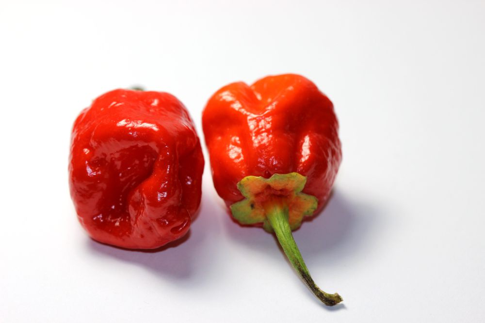 5 Penyebab Carolina Reaper Jadi Cabai Terpedas Di Dunia