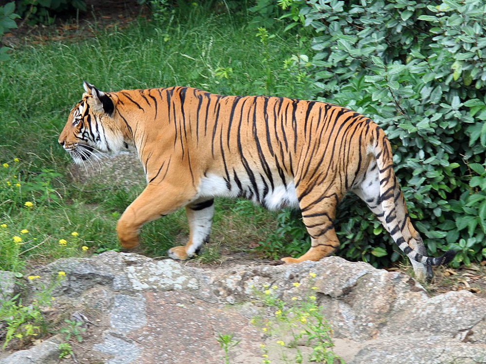 Penangkapan Harimau, Satgas: Secepatnya tapi Tidak Bisa Dipastikan