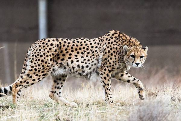 6 Fakta Menarik Cheetah Asia, Hewan yang Terancam Punah