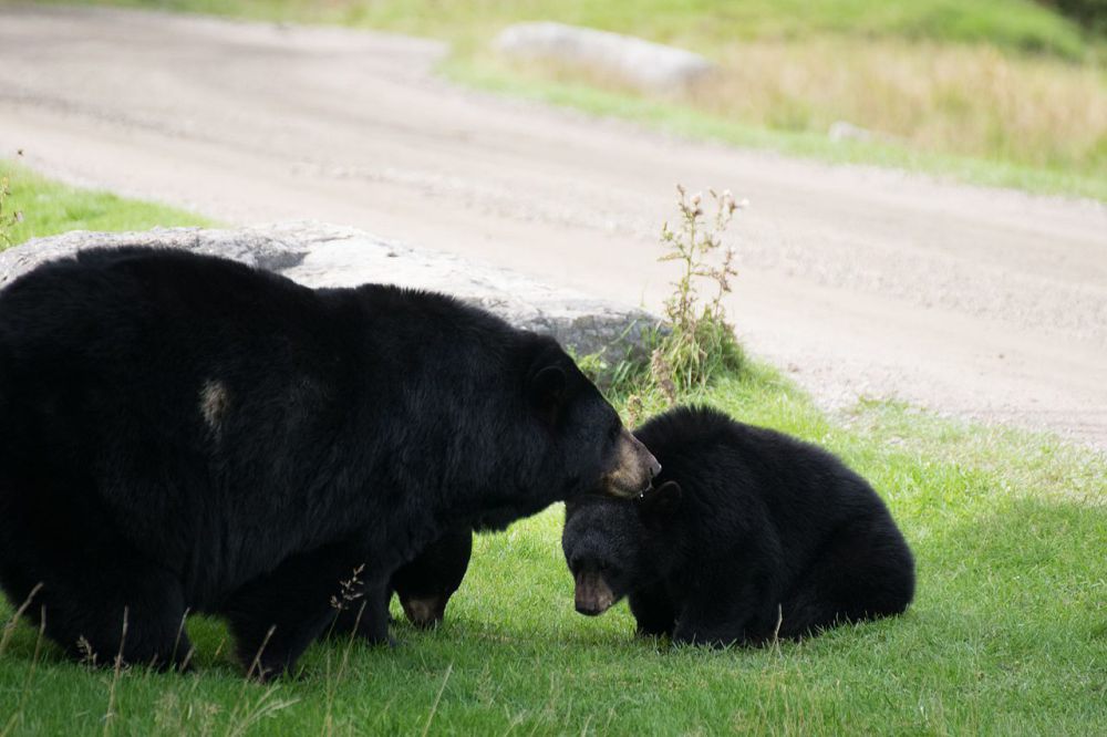 Warga Lubuk Linggau Waswas Kebunnya Didatangi Beruang 