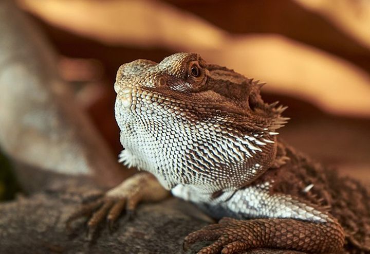 4 Hewan Reptil Tercepat Di Dunia