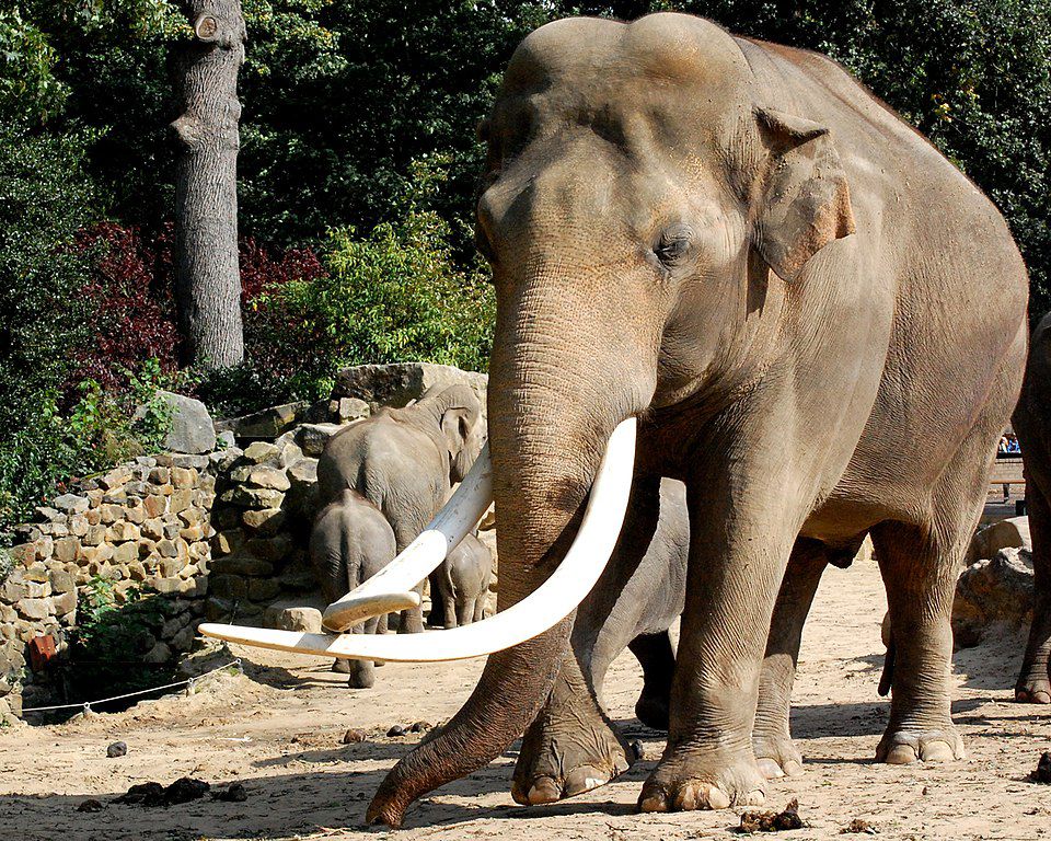 5 Fakta Gajah Asia, Penjaga Lingkungan yang Terancam Punah