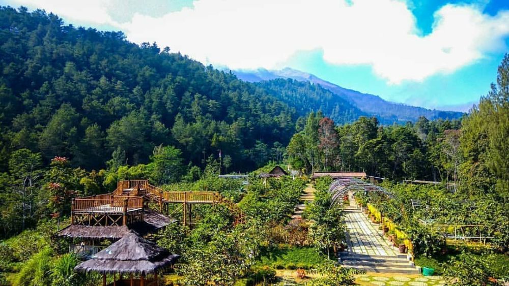 Info Agrowisata Gunungsari Kopeng, Petik Jambu Sepuasnya