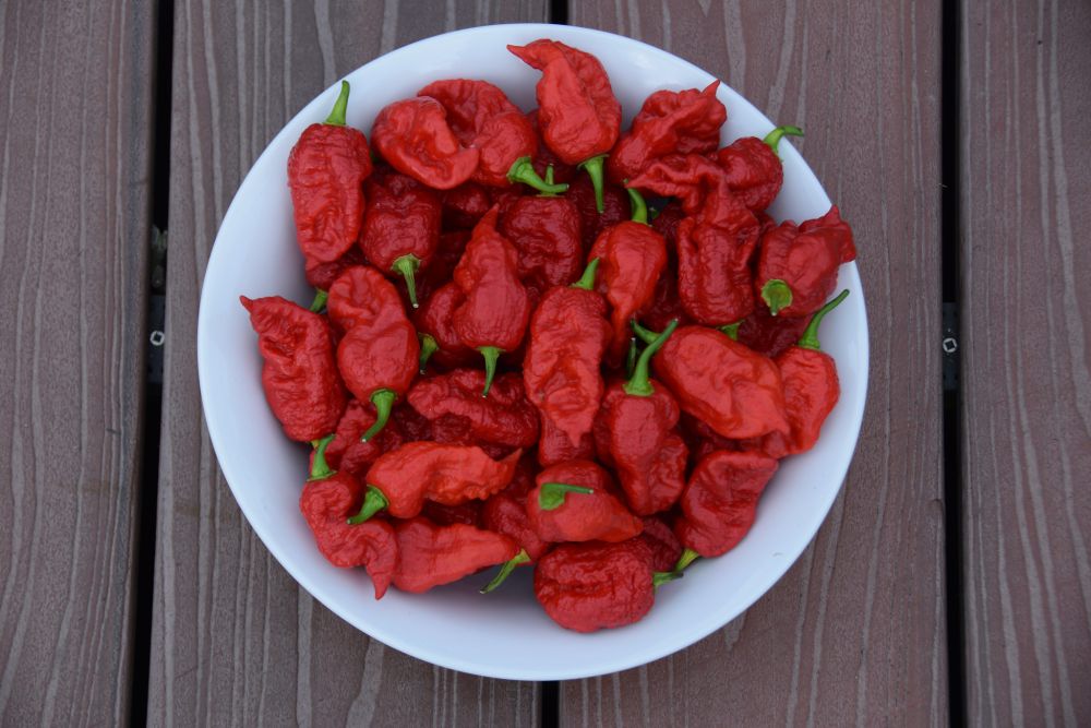 5 Penyebab Carolina Reaper Jadi Cabai Terpedas di Dunia