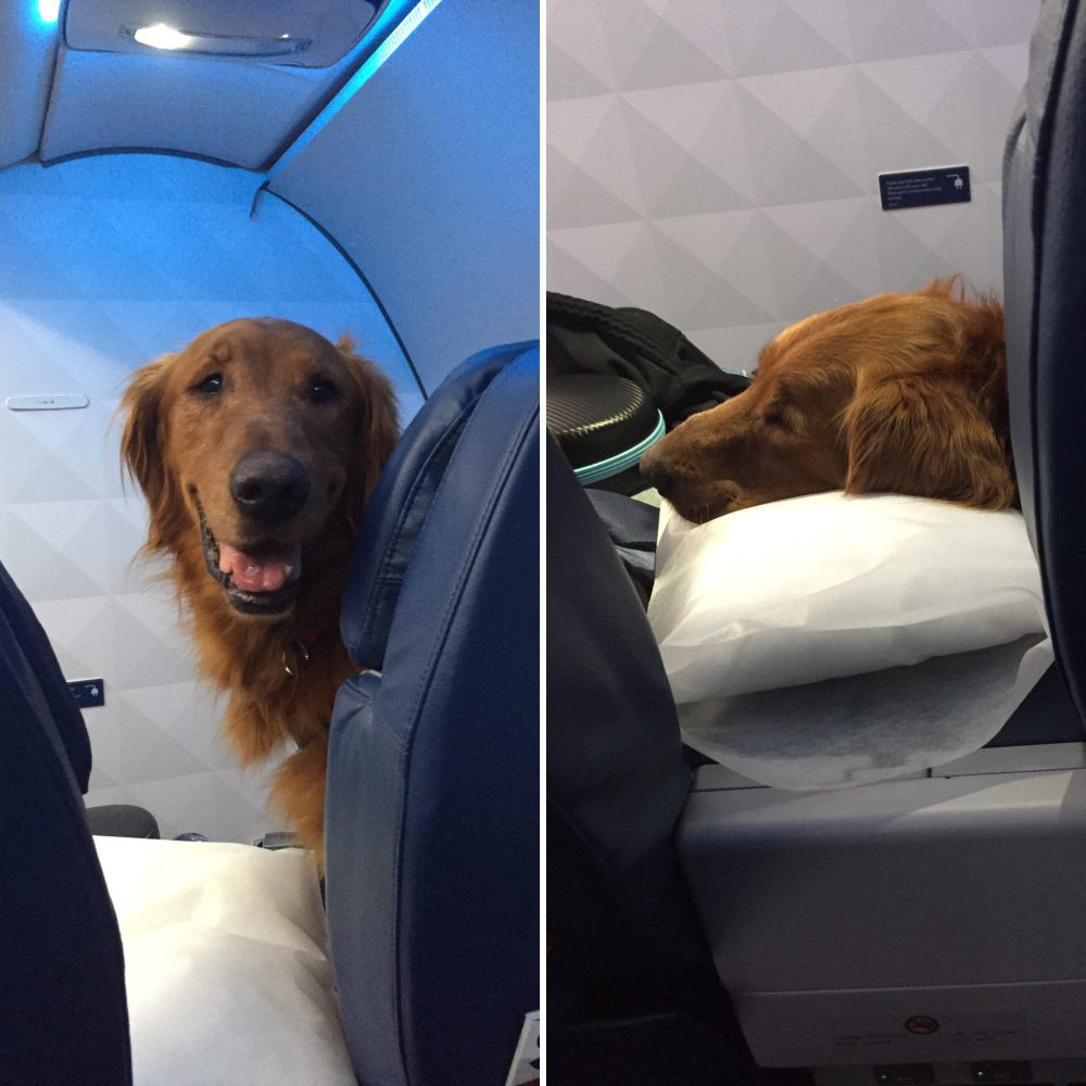 В самолет можно кот. Собака в самолете. Собака в салоне самолета. Животные в салоне самолета. Собака в багажном отделении самолета.