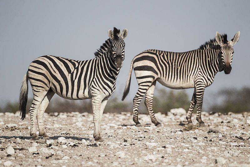 5 Fakta Zebra Gunung yang Tangguh, Bentuk Kukunya Spesial?