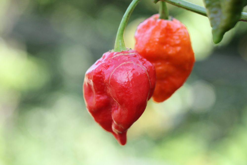 5 Penyebab Carolina Reaper Jadi Cabai Terpedas di Dunia