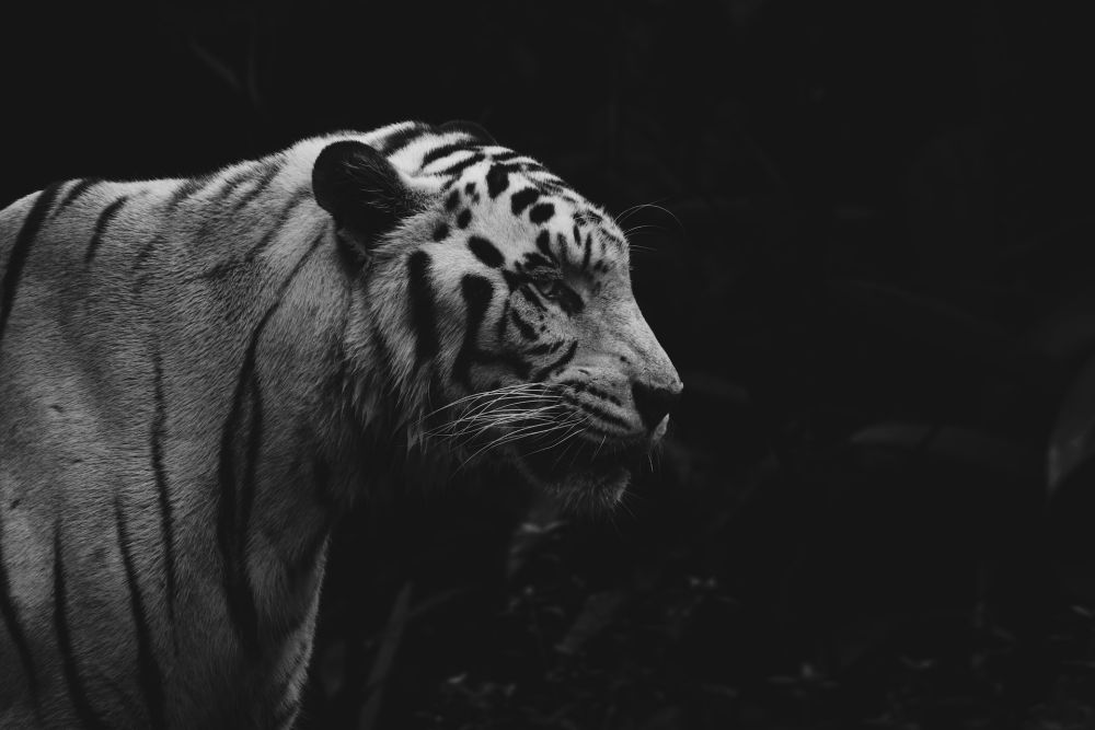 Harimau Jawa Diduga Belum Punah, Bulunya Ditemukan di Sukabumi