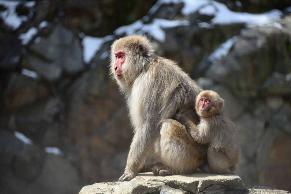 12 Fakta Unik Monyet Jepang, Mampu Bertahan di Musim Dingin