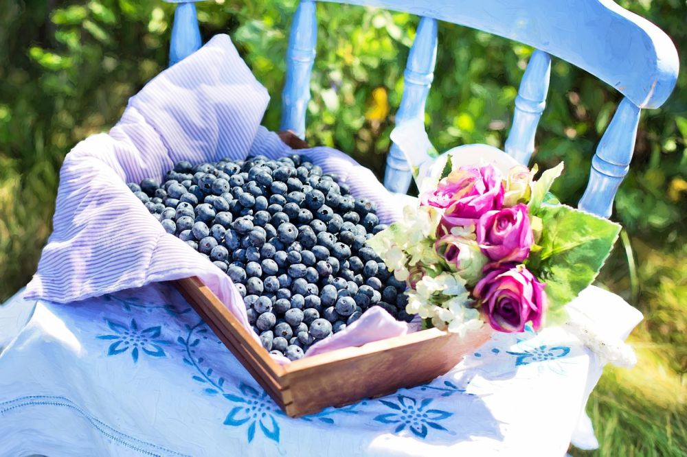 10 Tips Memilih Buah Blueberry yang Matang dan Siap Konsumsi, Manis!