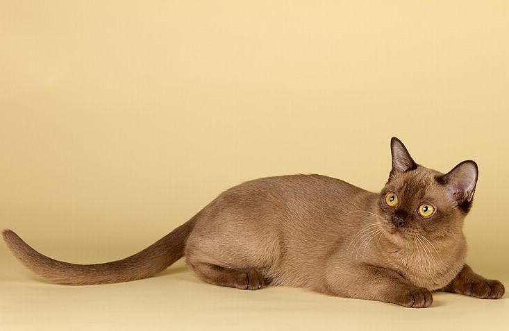 4 Spesies Kucing Bermata Kuning, Lebih Menawan!
