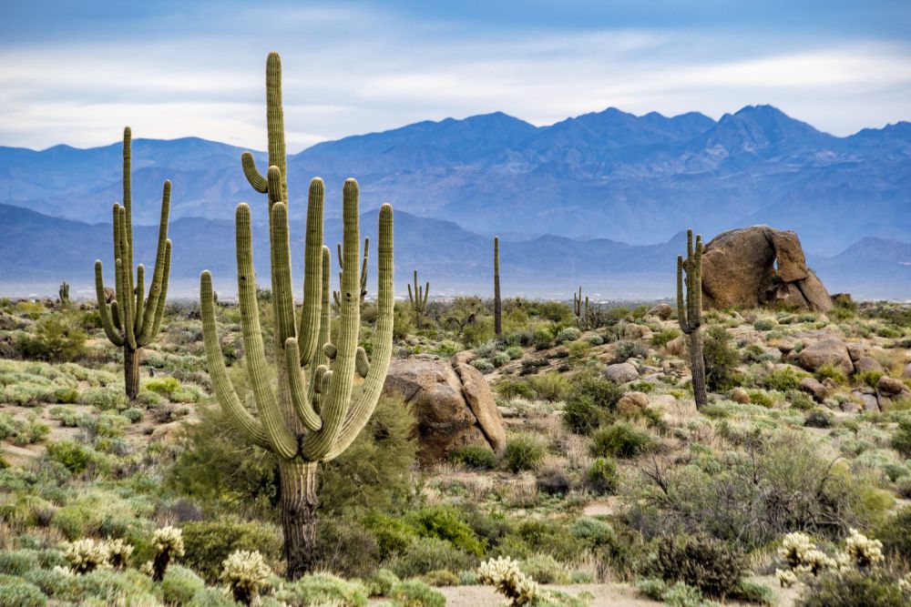 5 Pelajaran Hidup dari Kaktus, Simbol Ketangguhan dan Adaptasi