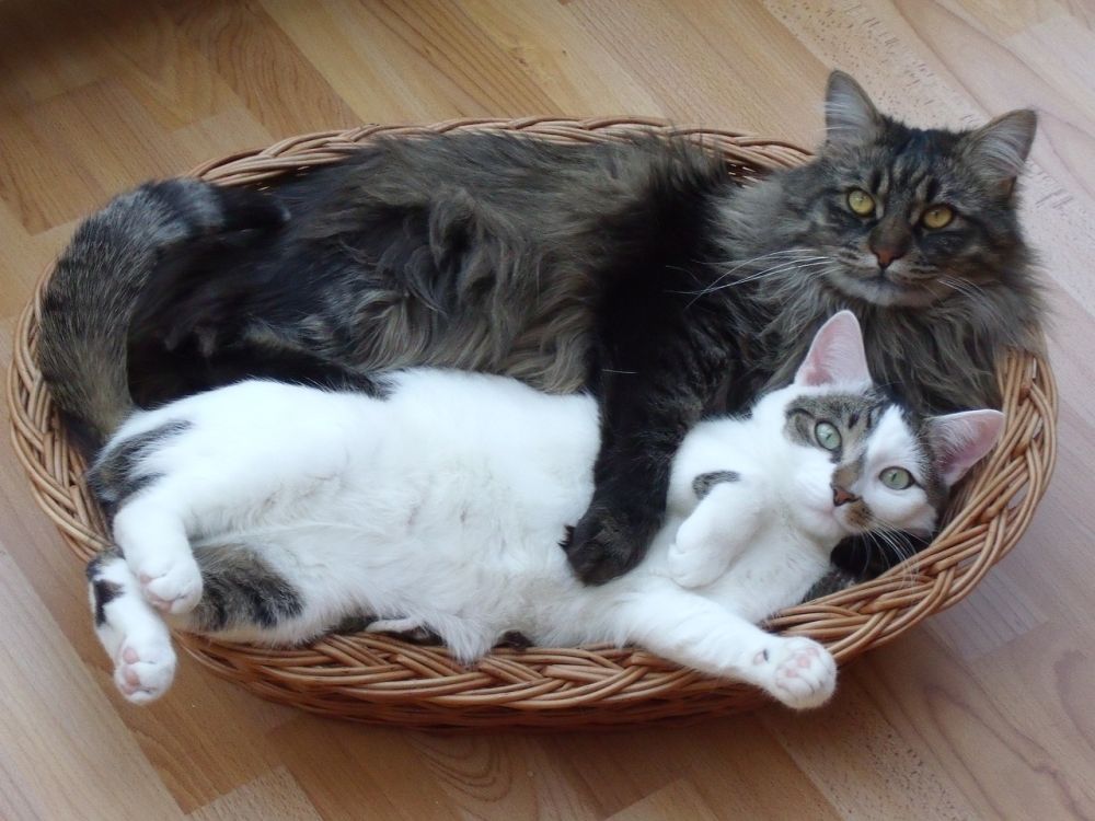 Fakta Menarik Kucing Maine Coon, Ras Kucing Terbesar di Dunia