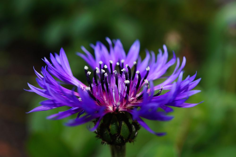 12 Tanaman Bunga yang Mudah Tumbuh dari Bibit, Gak Perlu Distek