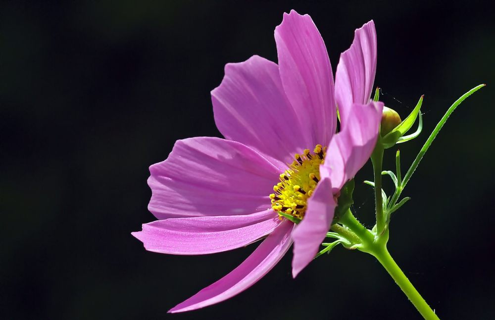12 Tanaman Bunga yang Mudah Tumbuh dari Bibit, Gak Perlu Distek