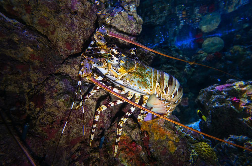 Cegah Penyelundupan Lobster, Indonesia Buka Peluang Kerja Sama Vietnam