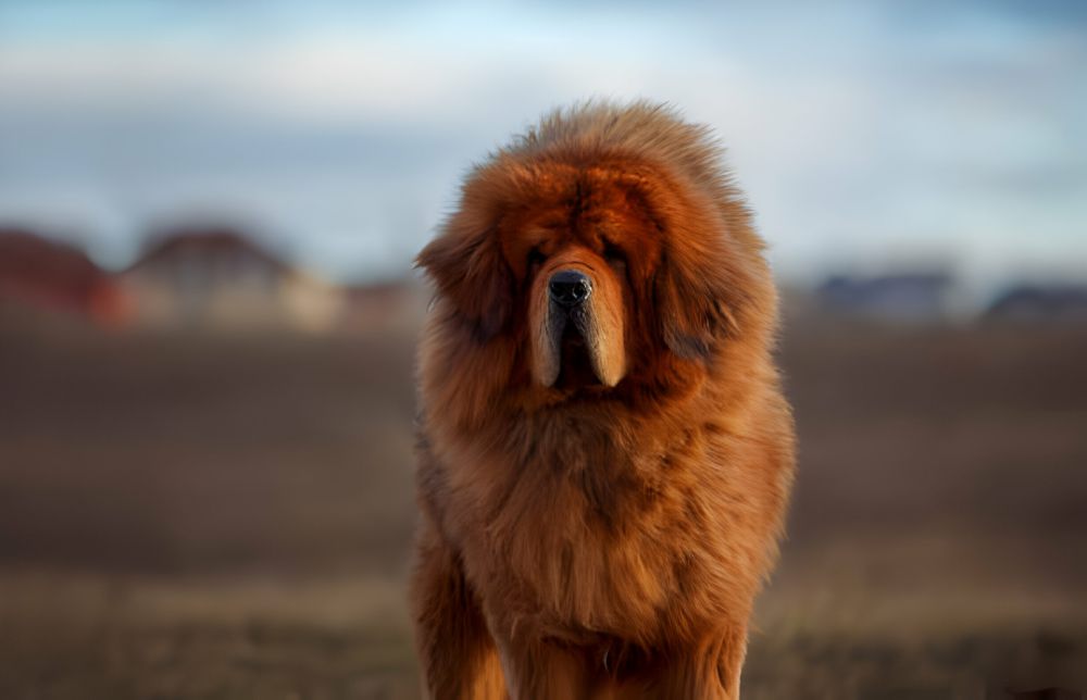 5 Fakta Menarik Anjing Tibetan Mastiff, Dijadikan Hadiah Berharga!