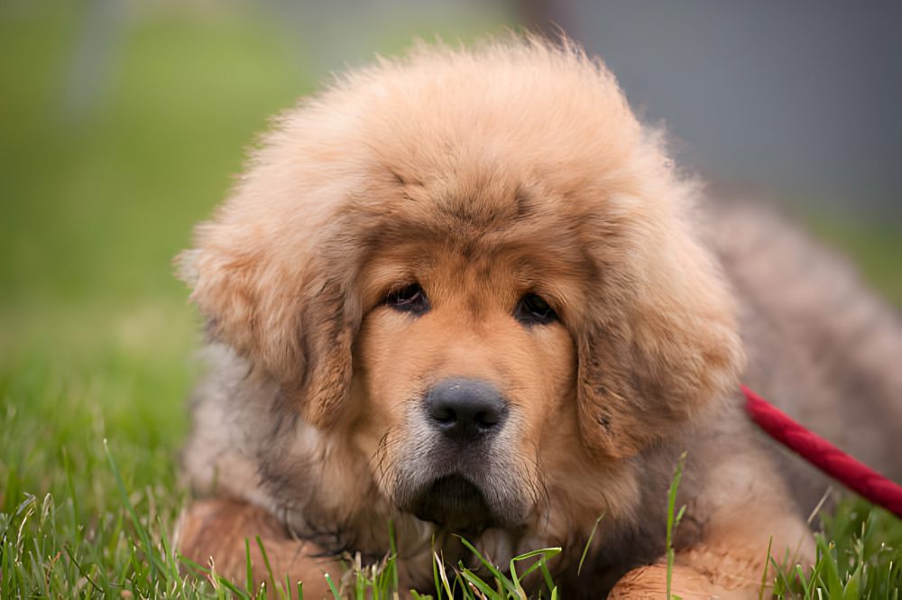 5 Fakta Menarik Anjing Tibetan Mastiff, Dijadikan Hadiah Berharga!