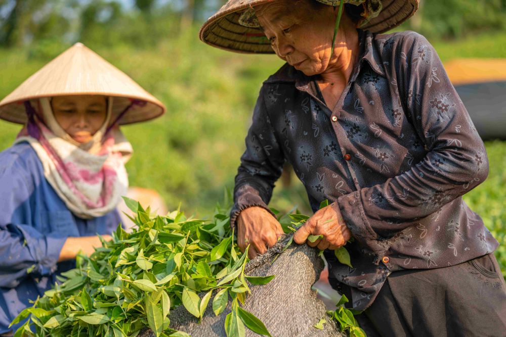 Produksi Padi di Lampung Meningkat, tapi Regenerasi Petani Nihil