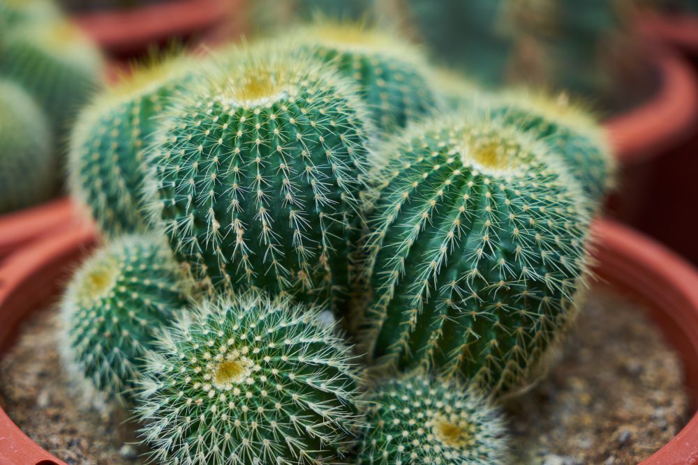 5 Pelajaran Hidup dari Kaktus, Simbol Ketangguhan dan Adaptasi