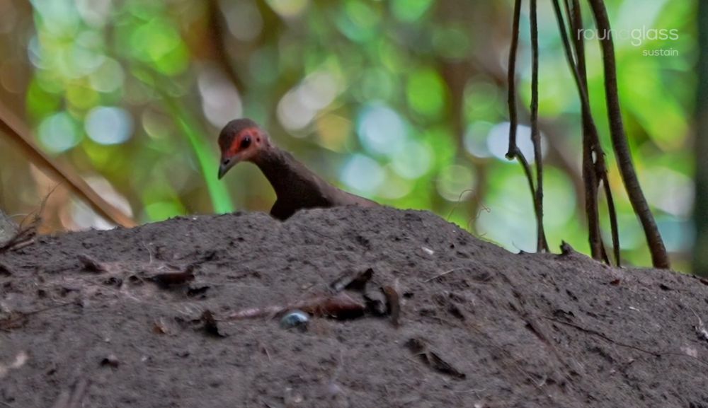 6 Fakta Menarik Nicobar Megapode, Sarangnya Gundukan Besar!